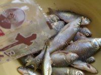 让人怀念的炸鲫鱼做法图解2)