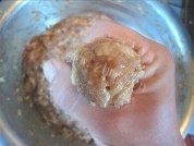 美味的油炸肉圆子做法图解5)