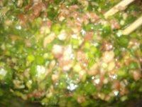 喷香的韭菜猪肉水饺做法图解7)