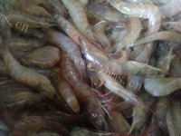 家常水煮明虾做法图解1)