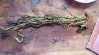 简单的炒酸菜做法图解1)