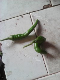 美味的小红椒扁豆做法图解5)