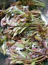 自制香椿咸菜做法图解3)