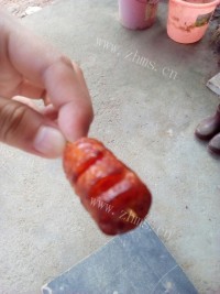 牙签香肠做法图解6)