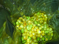 营养的青豆玉米浆的做法图解六