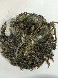 好吃的清蒸大闸蟹做法图解1)