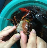 美味营养的麻辣小龙虾做法图解5)