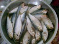 炸海鲫鱼做法图解1)