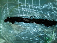 糖果芝麻豆香酥糖做法图解5)