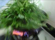 香喷喷的蒜蓉空心菜做法图解2)