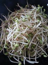 回味无穷的素炒黄豆芽做法图解3)