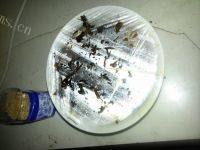 家常菜梅干菜蒸排骨做法图解9)