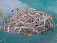 家常菜辣炒豆芽做法图解1)