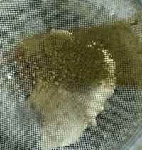 抹茶蔓越莓饼干做法图解5)