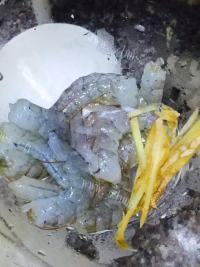 爽口的虾仁肉泥粥做法图解2)