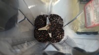 美味的猴头汤圆做法图解2)