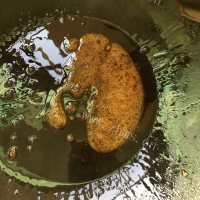 营养丰富的红烧羊排做法图解6)