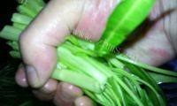 家常菜椒丝腐乳通菜做法图解5)