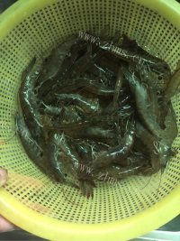 家常油爆虾做法图解1)