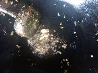 家常菜酸菜炒肉末做法图解3)
