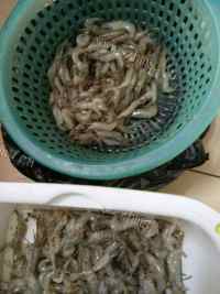 美味的炒虾米做法图解1)