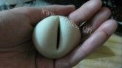 口感丰富的豆沙老婆饼做法图解11)