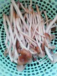 美味的茶树菇瘦肉汤做法图解2)