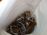 好吃的清蒸大闸蟹做法图解1)