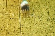 好吃的海苔苏打饼干做法图解5)