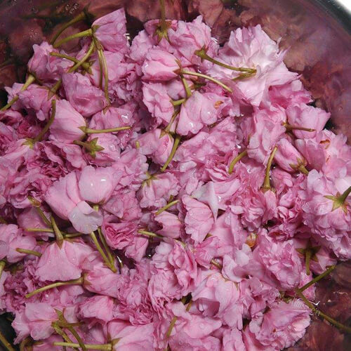 日本特色盐渍樱花