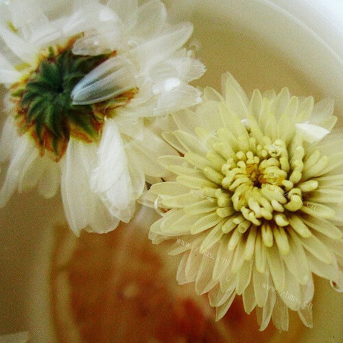 护眼萝卜菊花水