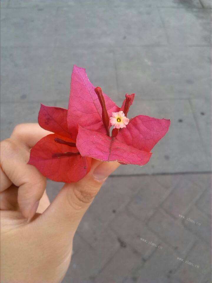 家庭自制水晶花做法图解2)