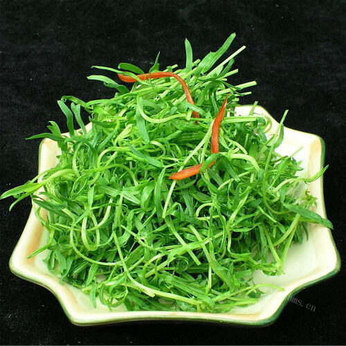 美味的凉拌苦菜