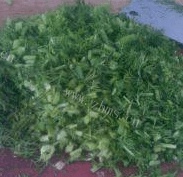 好吃的茴香苗馅饺子做法图解1)