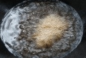 嫩滑酿豆腐做法图解5)