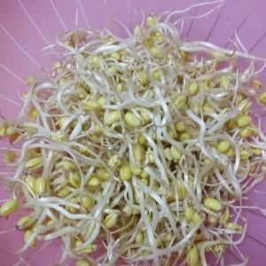 简易制作饮料瓶里的豆芽菜