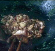好吃的茴香苗馅饺子做法图解2)
