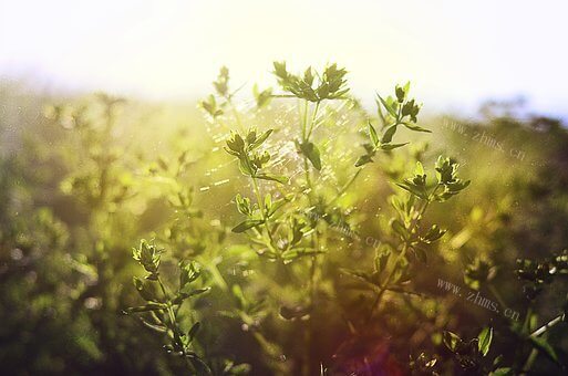 美味的花菇煲鸡汤做法图解1)