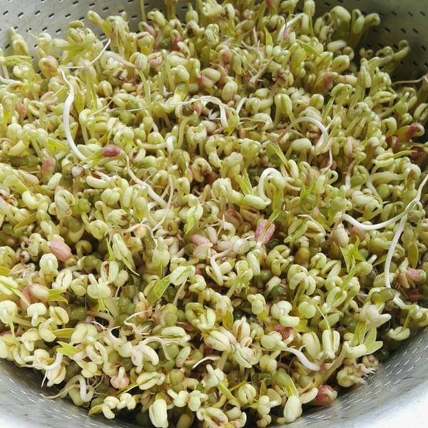 美食自己发绿豆芽