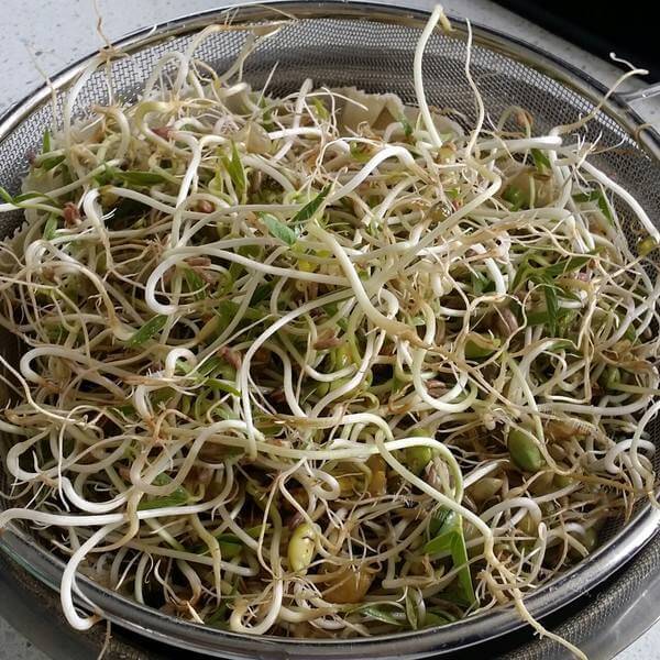 简单的自己发绿豆芽