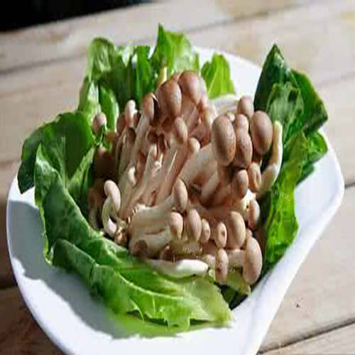 美味的原味野菇