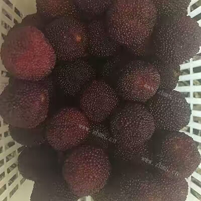 甜酸杨梅酵素做法图解1)