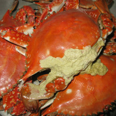 美味的清蒸螃蟹的做法