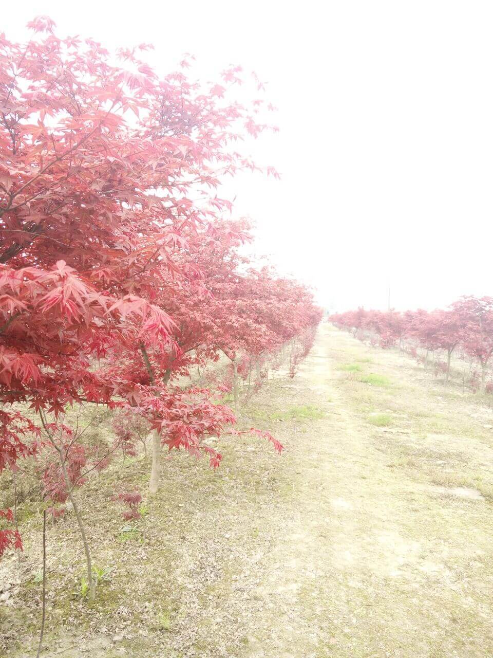 美味的桑葚饼干做法图解2)