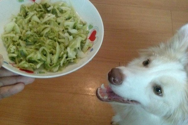 糖醋卷心菜