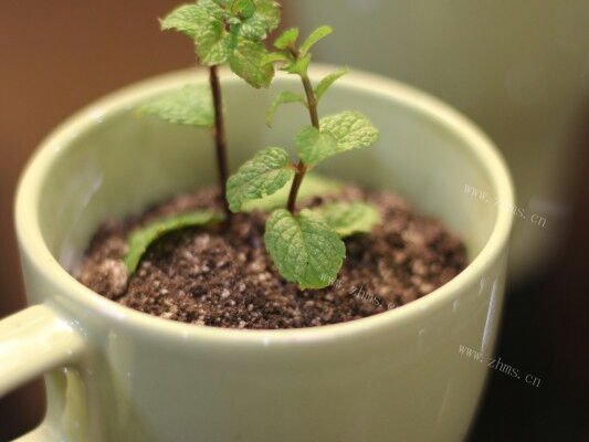 家常盆栽奶茶