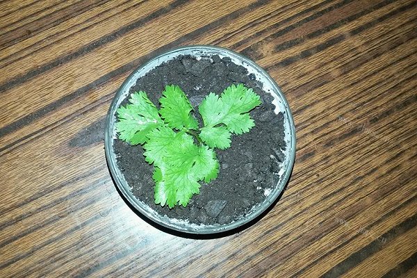 酸奶盆栽