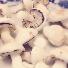蛋白霜蘑菇