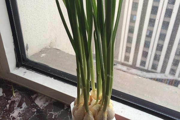 家常废物利用长大蒜