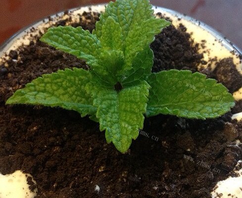 盆栽奶茶
